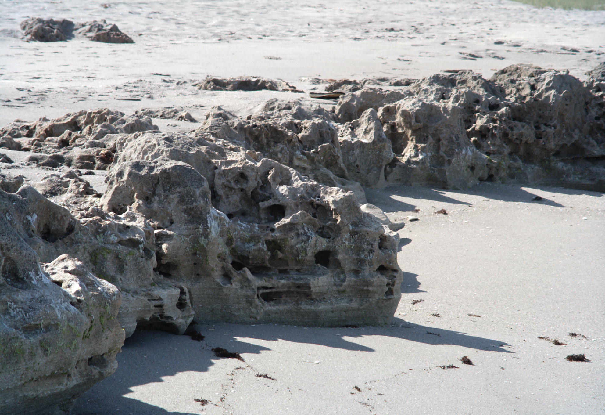 Anastasia Formation Florida rock formation outcrop
