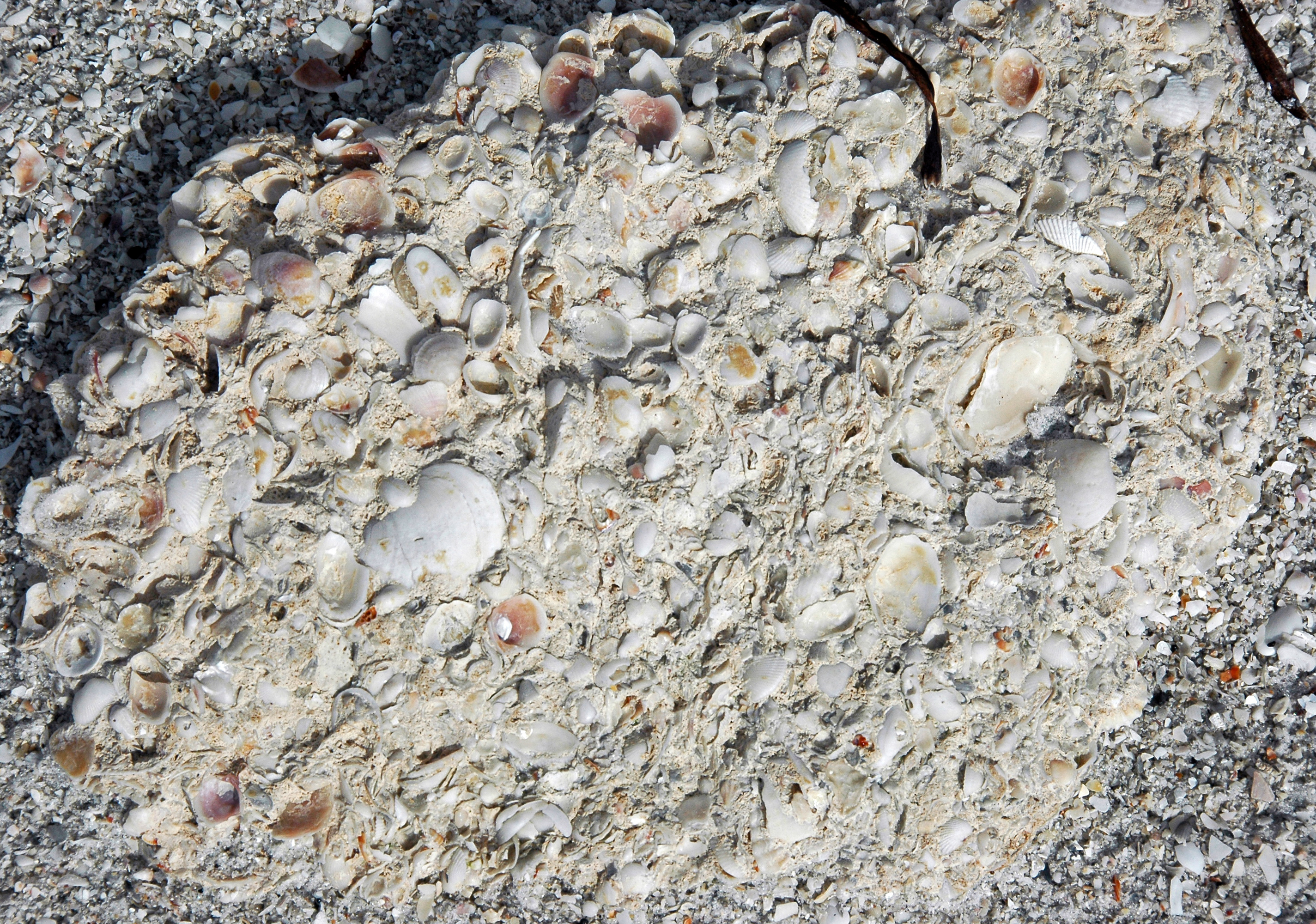 Coquina rock closeup showing cemented shell fragments