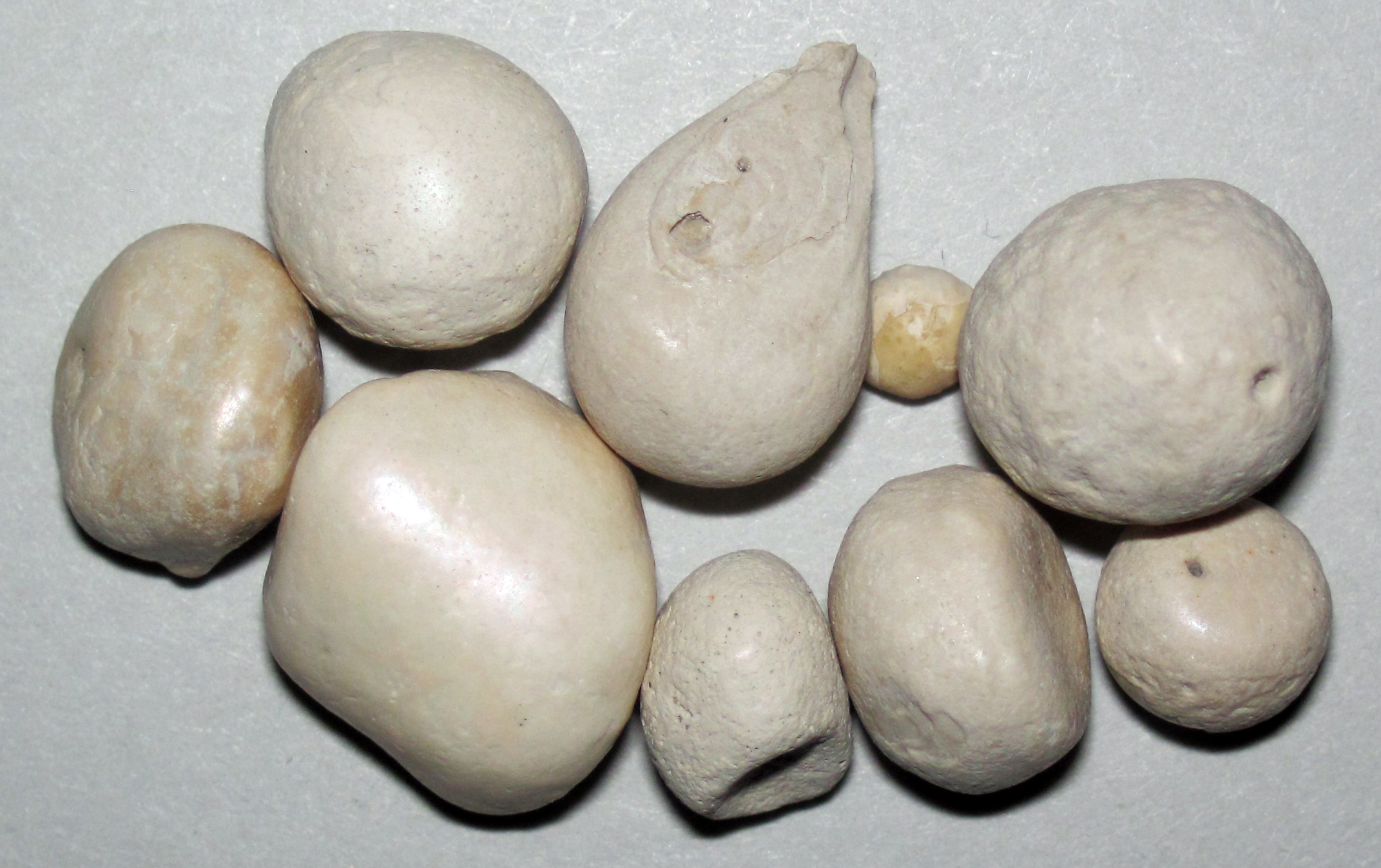 Florida fossil hunting specimens