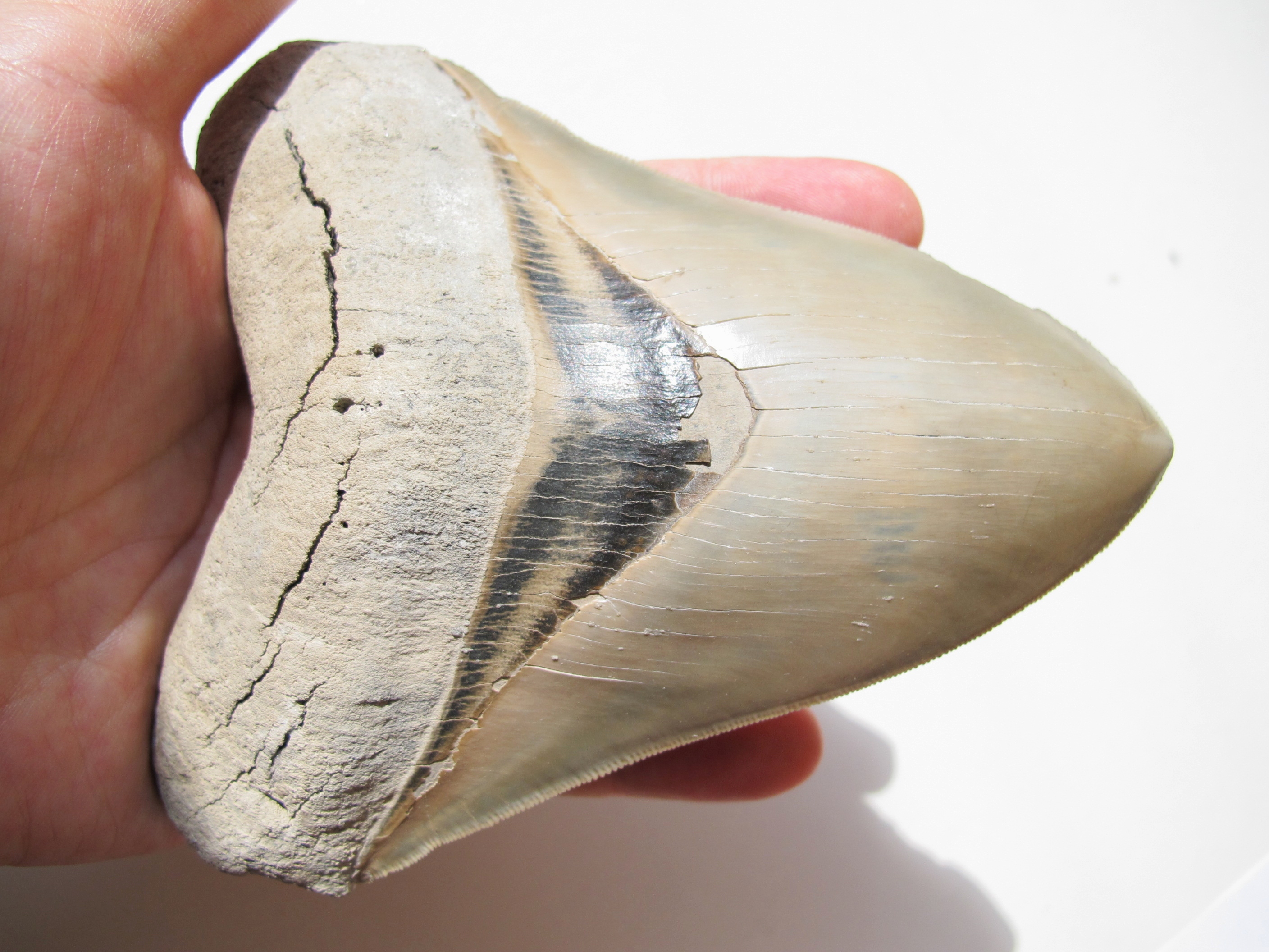 Megalodon tooth fossil found in Florida geological deposits